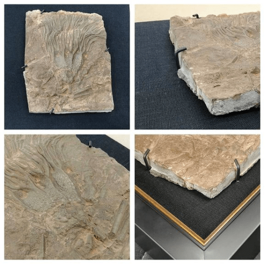 Custom framed objects, framed fossils