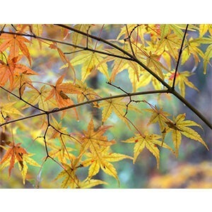 Autumn Maples print by Hammond